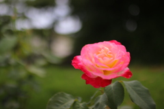 薔薇