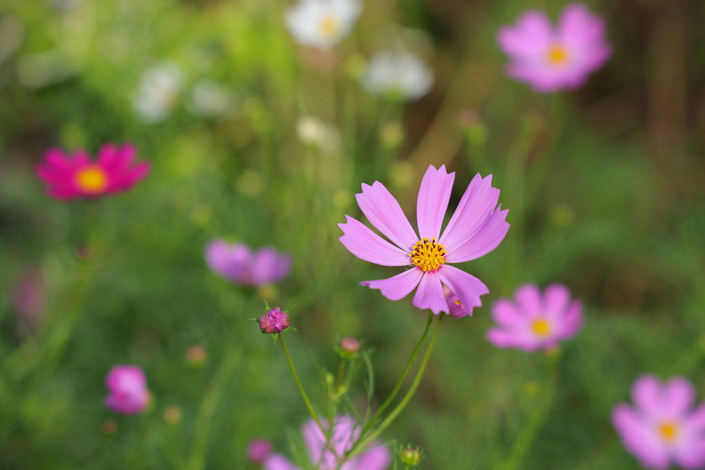 秋桜