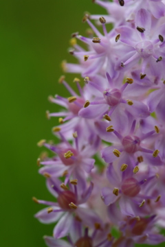 紫の花