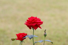 薔薇