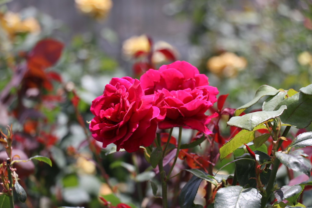 薔薇