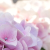紫陽花