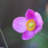 秋明菊