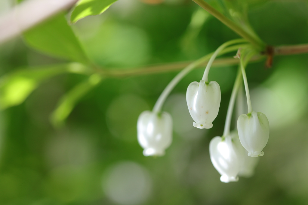 ドウダンツツジ