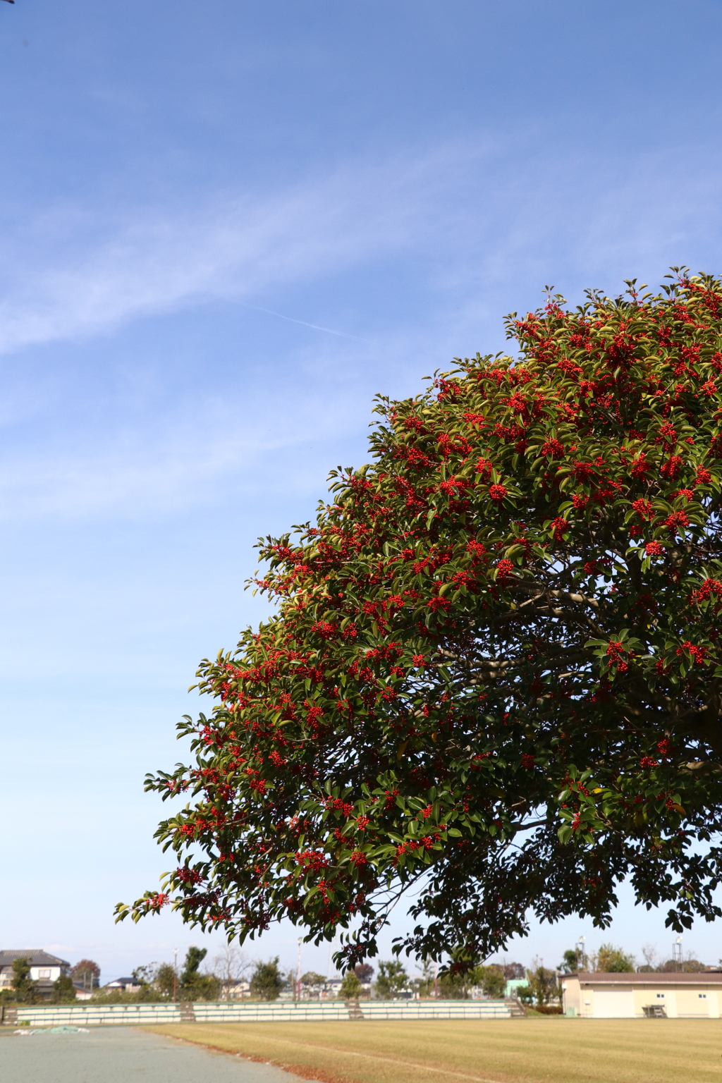 たくさんの赤い実