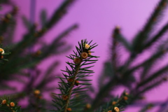 道端に咲く小さな花