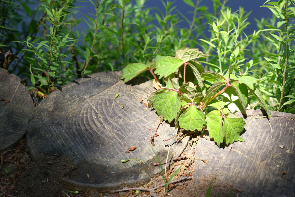 スポットライト