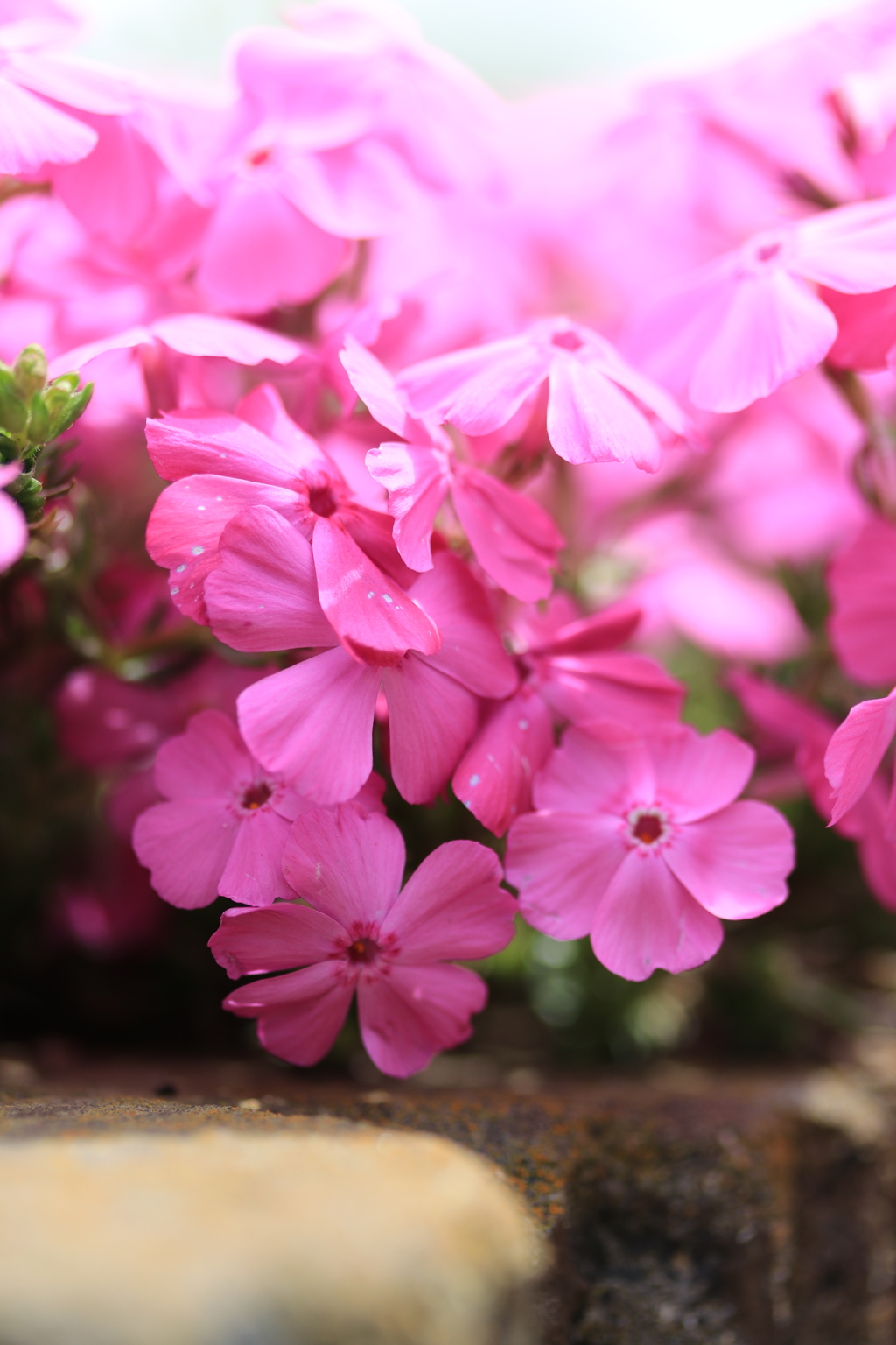 芝桜