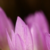 花びら