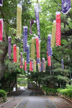 鯉のぼり