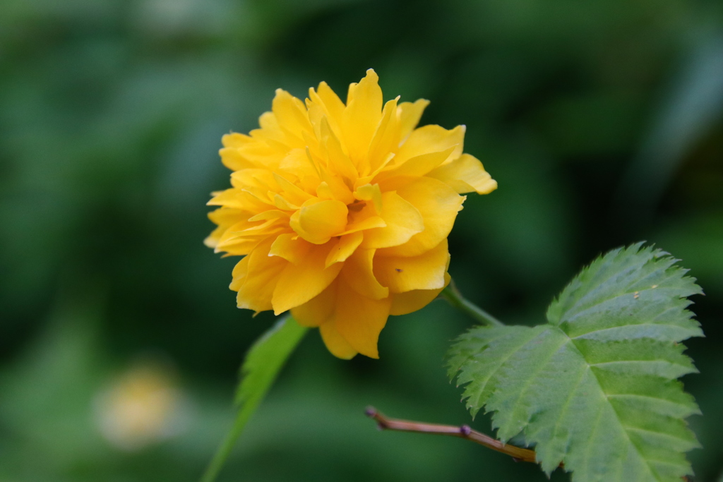 八重花山吹 By とーちゃん Id 写真共有サイト Photohito