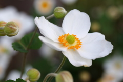 秋明菊