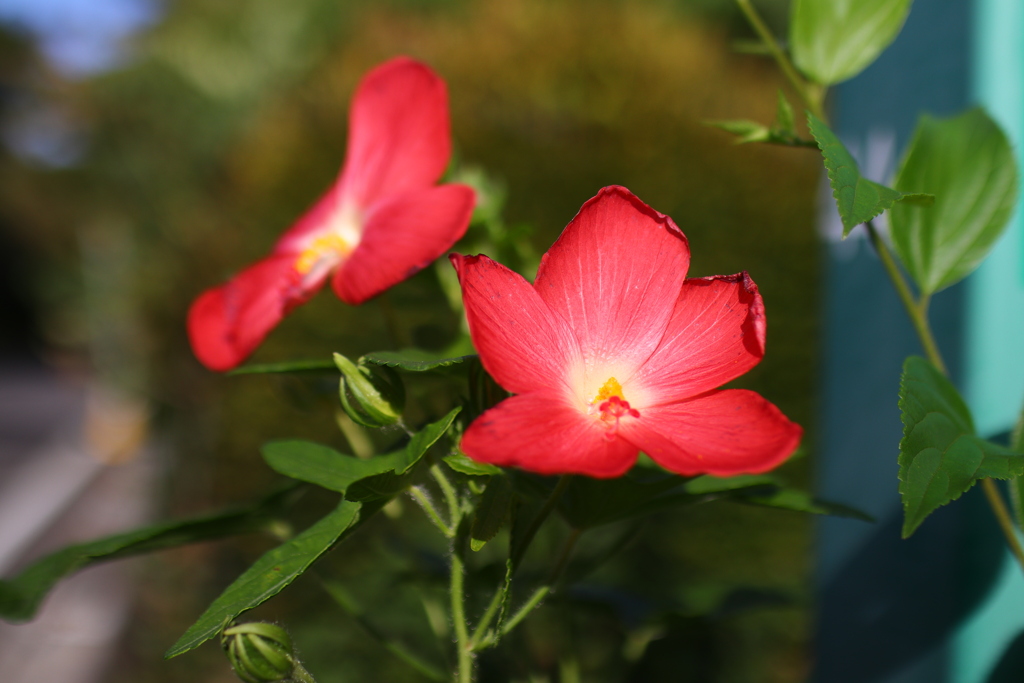 アベルモスクス