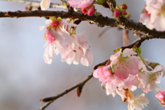 十月桜