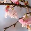 十月桜