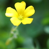 カタバミ