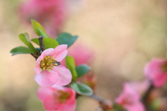 木瓜