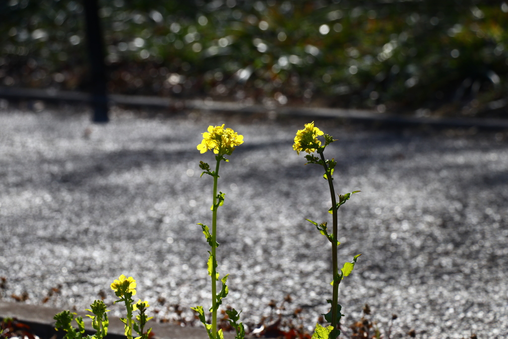 菜の花