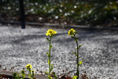 菜の花