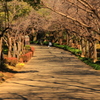 道