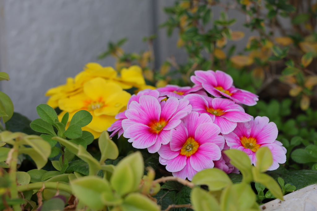 プリムラジュリアン