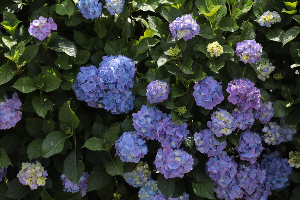 紫陽花