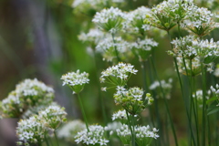 ニラの花