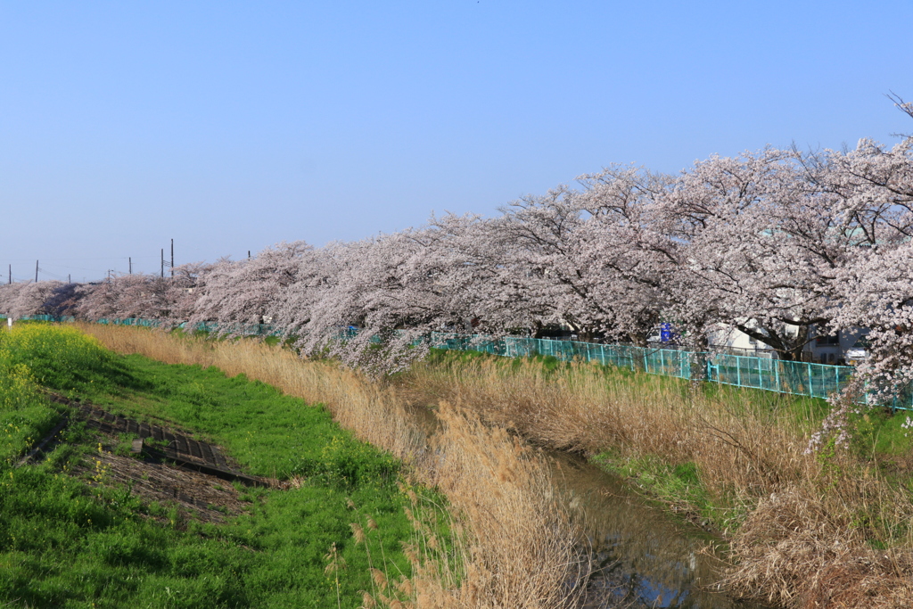満開の桜