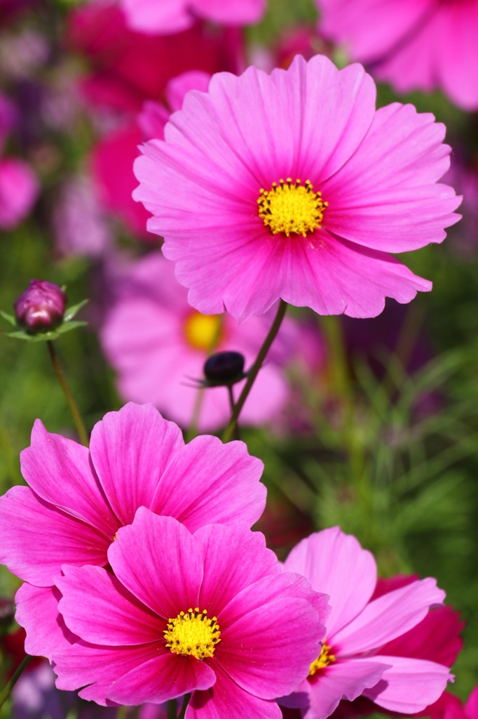 秋桜