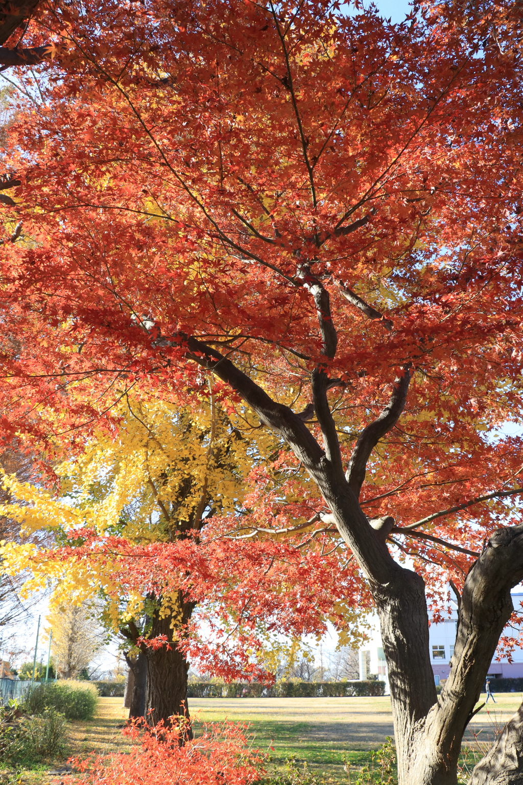 紅葉狩り