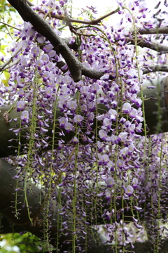 久伊豆神社の藤