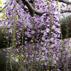 久伊豆神社の藤