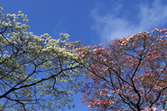 白と紅