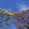 白と紅