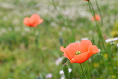 公園の花