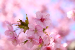 河津桜