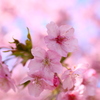 河津桜