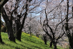 桜堤公園