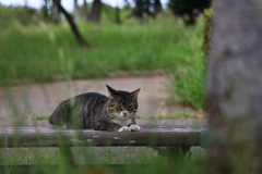 眠り猫