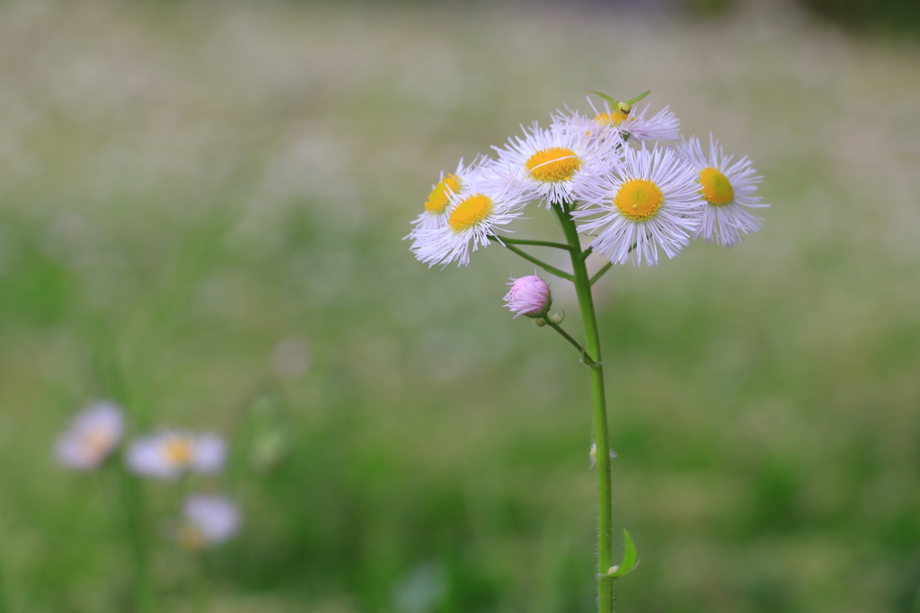 公園の花②