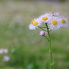 公園の花②