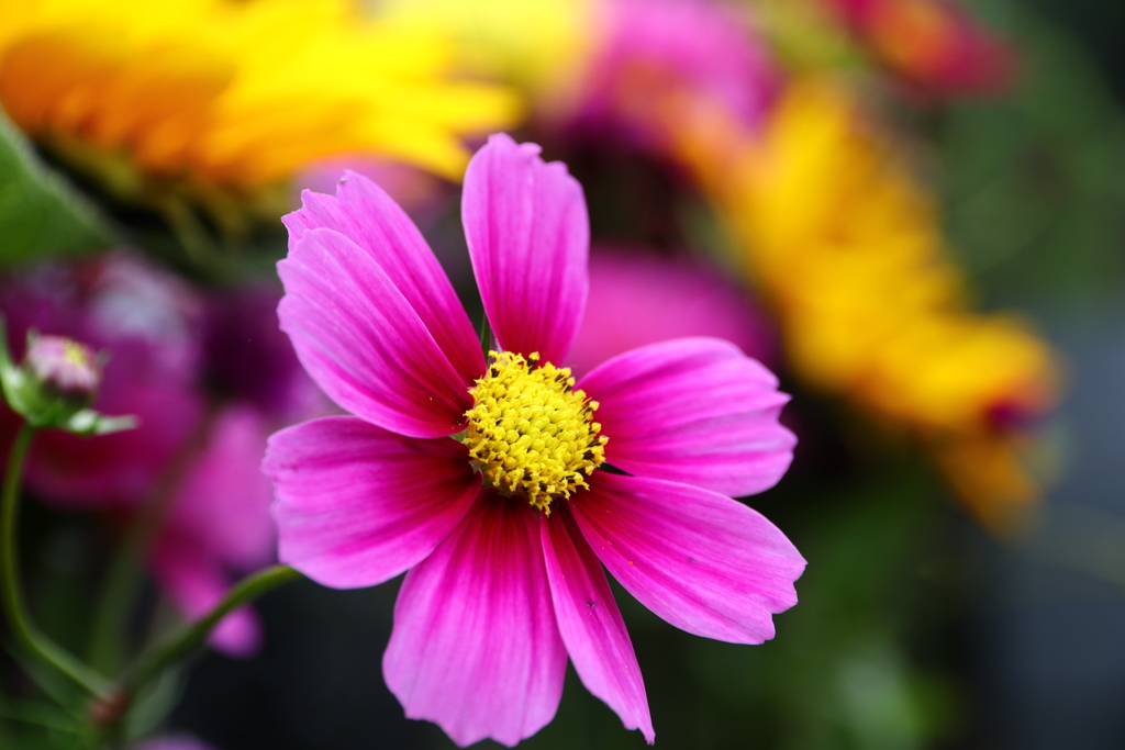 秋桜
