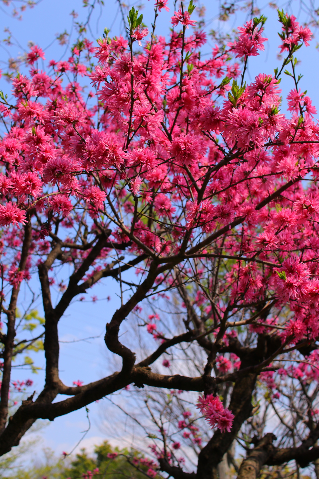 菊桃