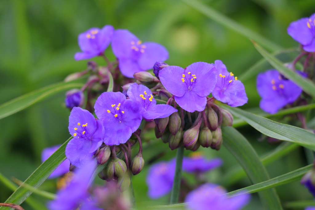 ムラサキツユクサ