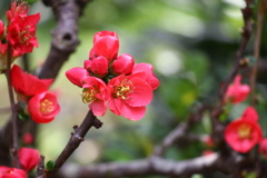 木瓜