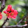 木瓜