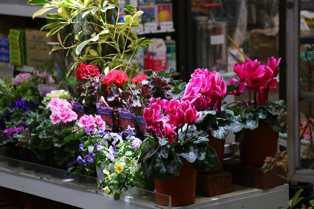 花屋の店先に並んだいろんな花を見ていた♪
