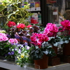 花屋の店先に並んだいろんな花を見ていた♪