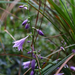 紫の花