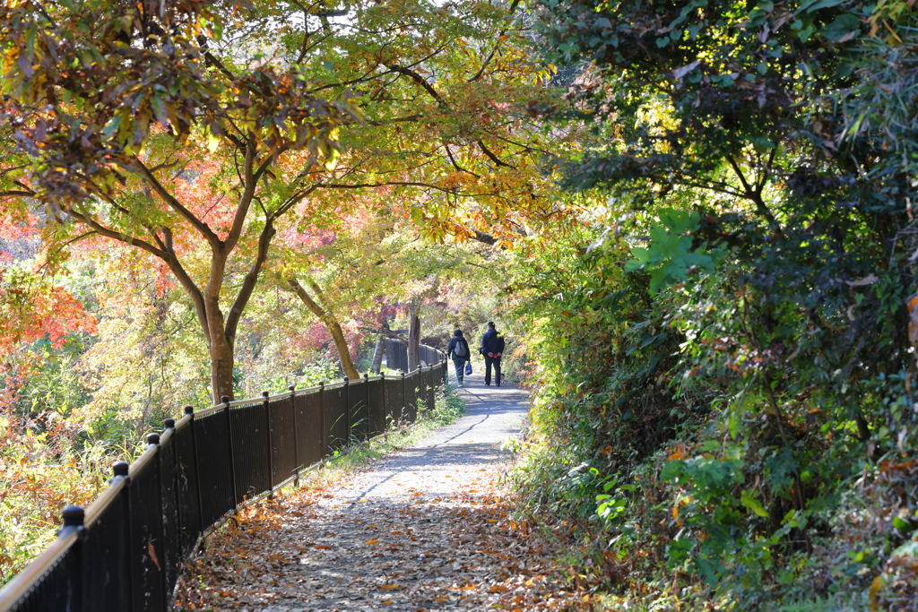 紅葉のトンネル